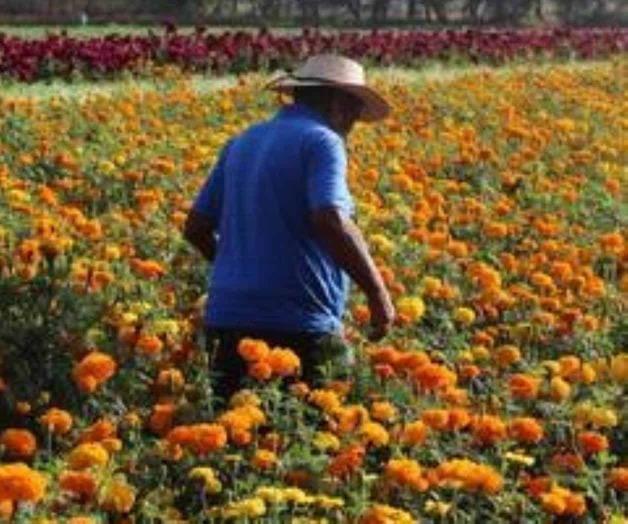 Suficiente producción de flores para Día de Muertos