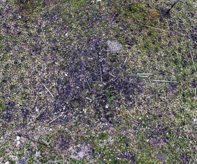 Nevado de Toluca: Deforestación por decreto