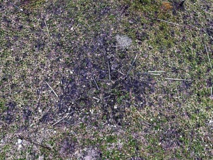 Nevado de Toluca: Deforestación por decreto Nevado de Toluca: Deforestación por decreto