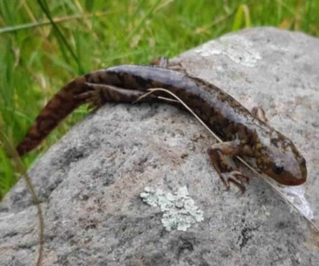 Amenaza extinción al axolotl