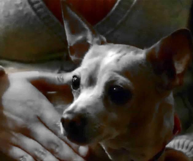 Sentencian a hombre por torturar a perro Chihuahua en California