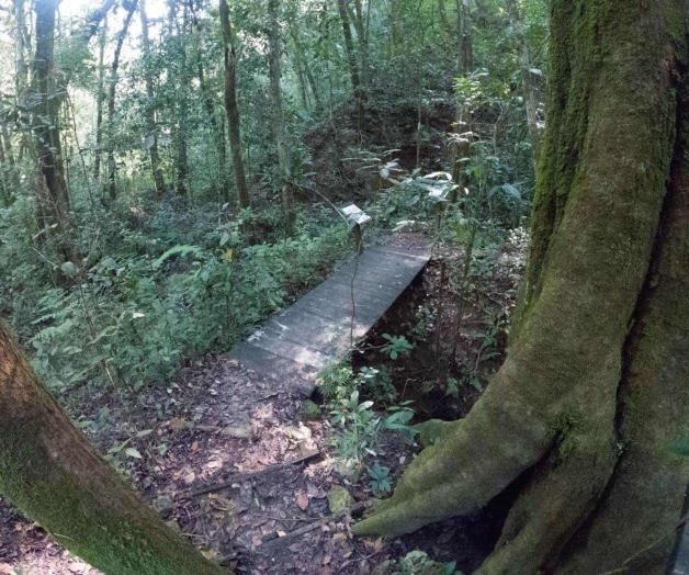 Urgen a aclarar metas forestales