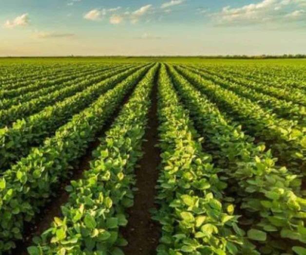 Esperan excelente cosecha en cultivo de soya tardío