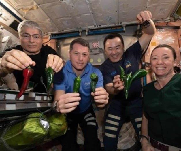 Cosechan chiles en la estación espacial Cosechan chiles en la estación espacial