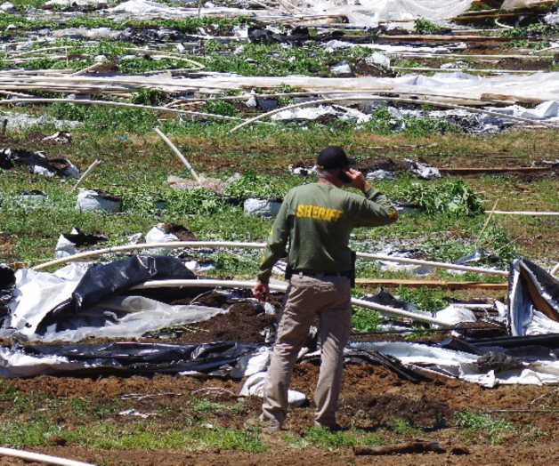 Sufren abusos migrantes en campos de mariguana