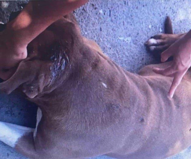 Detienen a hombre por atacar con vidrio a perro en Nuevo León