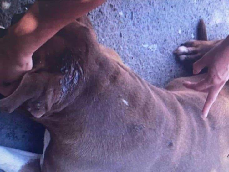 Detienen a hombre por atacar con vidrio a perro en Nuevo León Detienen a hombre por atacar con vidrio a perro en Nuevo León