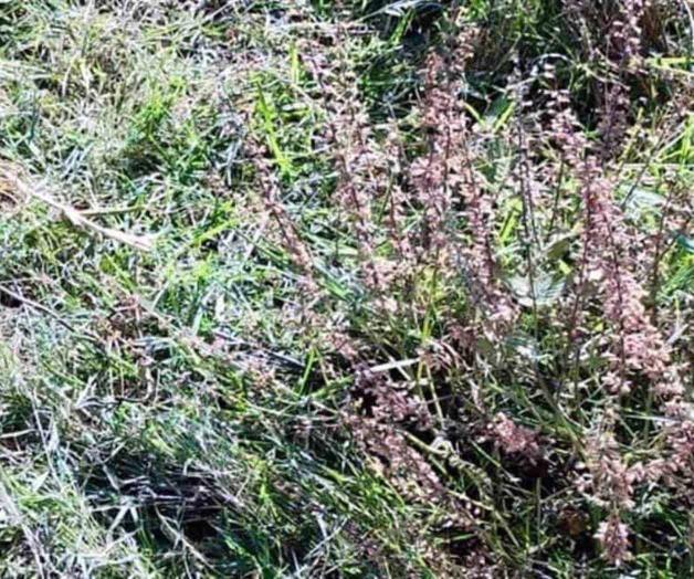 Hallan restos humanos carcomidos en Huehuetoca