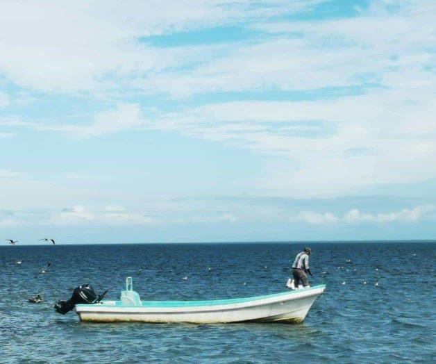 Baja la producción de tiburón en altamar