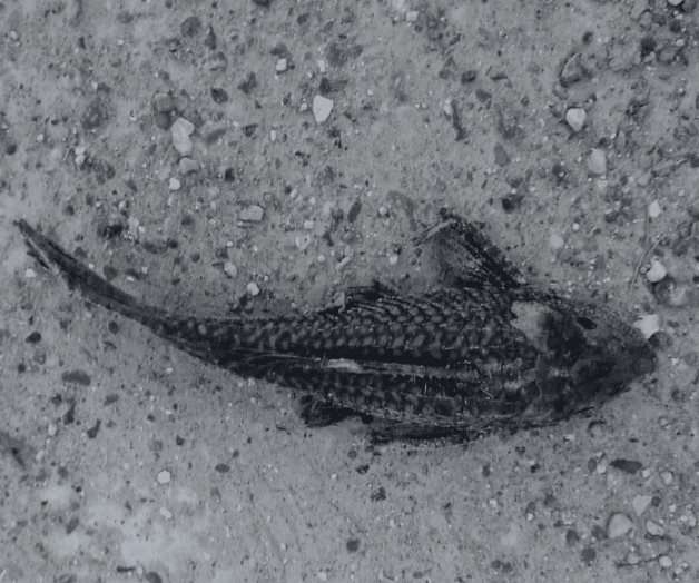 Pescan en el Anzaldúas, pero sale puro pez diablo Pescan en el Anzaldúas, pero sale puro pez diablo