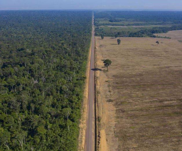 Aumentan alertas de deforestación en la Amazonía