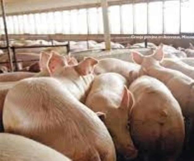 Granja alemana sacrificará 4.000 cerdos por gripe porcina Granja alemana sacrificará 4.000 cerdos por gripe porcina