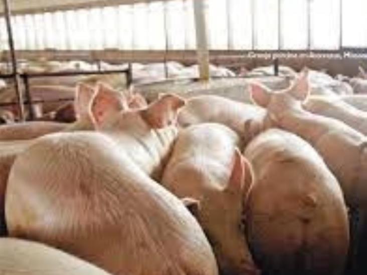Granja alemana sacrificará 4.000 cerdos por gripe porcina Granja alemana sacrificará 4.000 cerdos por gripe porcina