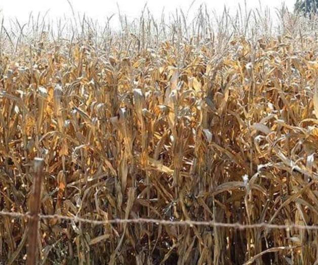 Se olvidó Morena del campo