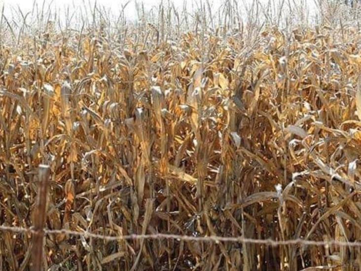 Se olvidó Morena del campo Se olvidó Morena del campo