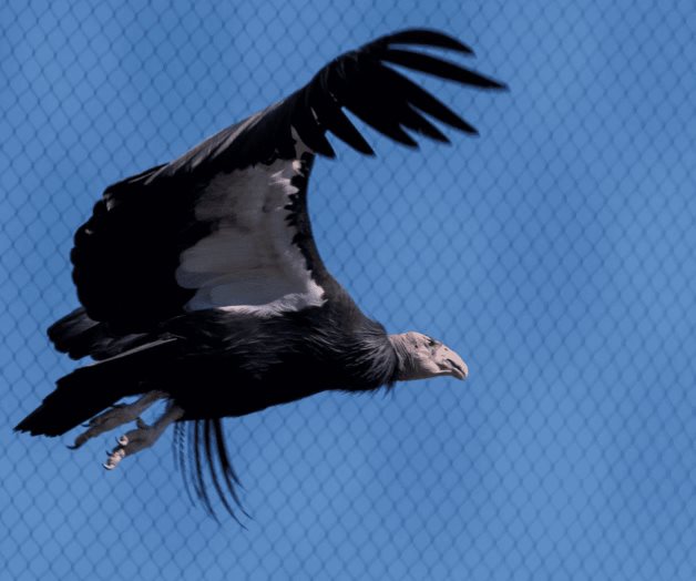 Dos cóndores en peligro de extinción tienen crías por reproducción asexual pese a disponer de machos cerca Dos cóndores en peligro de extinción tienen crías por reproducción asexual pese a disponer de machos cerca