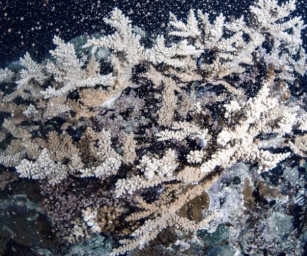 Desove de coral provoca erupción de color en la Gran Barrera