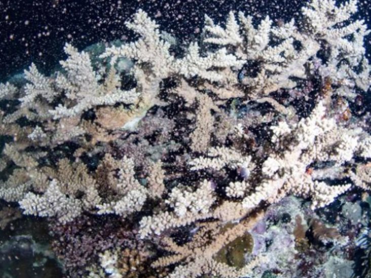 Desove de coral provoca erupción de color en la Gran Barrera Desove de coral provoca erupción de color en la Gran Barrera