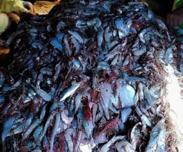 Esperan repunte en captura de camarón