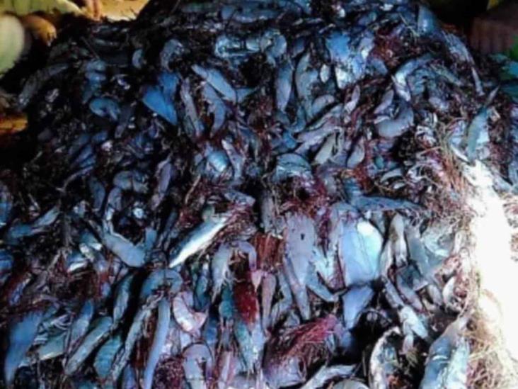 Esperan repunte en captura de camarón Esperan repunte en captura de camarón