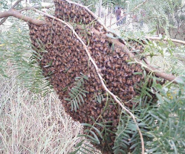 Piden ‘respeto’ para las abejas