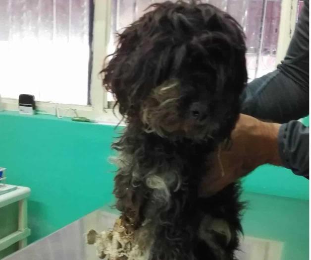 Acusan que envenenaron a perros y gatos en playa de Veracruz