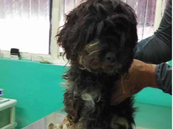 Acusan que envenenaron a perros y gatos en playa de Veracruz Acusan que envenenaron a perros y gatos en playa de Veracruz