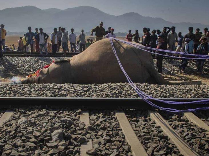 Tren atropella a 2 elefantes salvajes en India Tren atropella a 2 elefantes salvajes en India