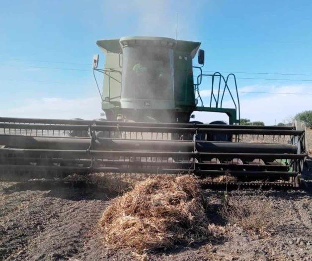 Inician trilla de soya en Valle de San Fernando