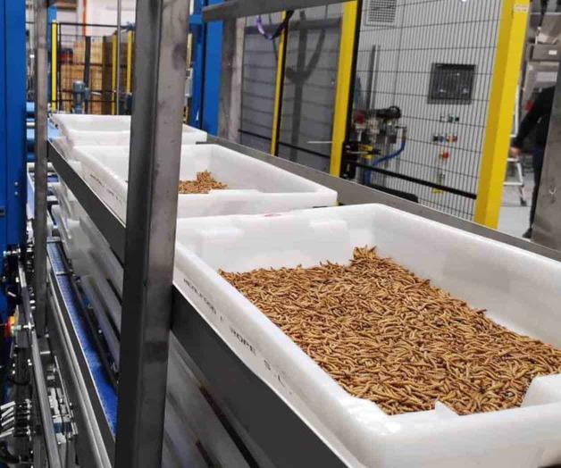 Los insectos como fuente de proteínas del futuro