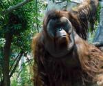 Murió el orangután Toto, uno de los más queridos habitantes del Zoológico de Chapultepec