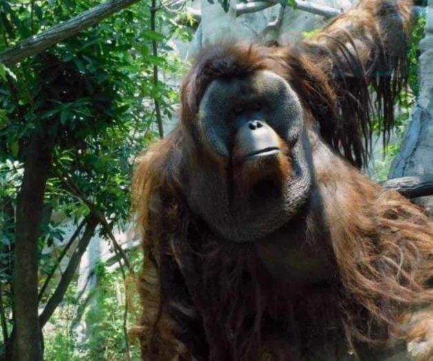 Murió el orangután Toto, uno de los más queridos habitantes del Zoológico de Chapultepec