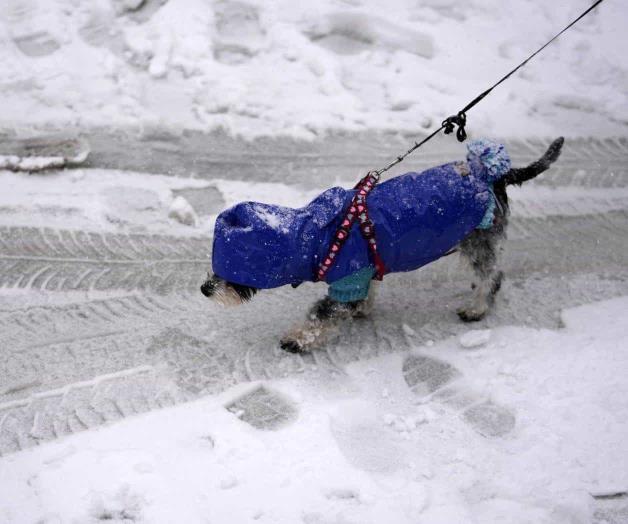 ¿Puede su mascota contraer Covid-19?
