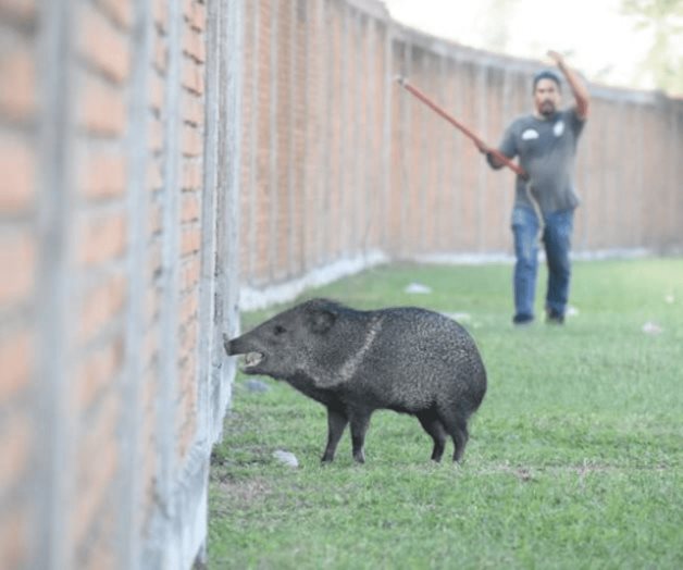 Censarán a animales silvestre en Madero