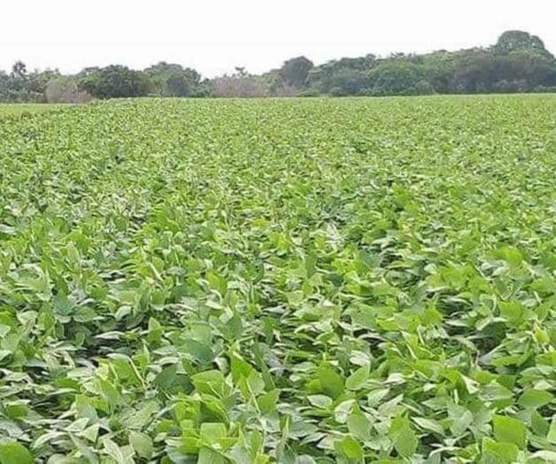 Acaba gusano ‘Picudo’ cultivos de soya