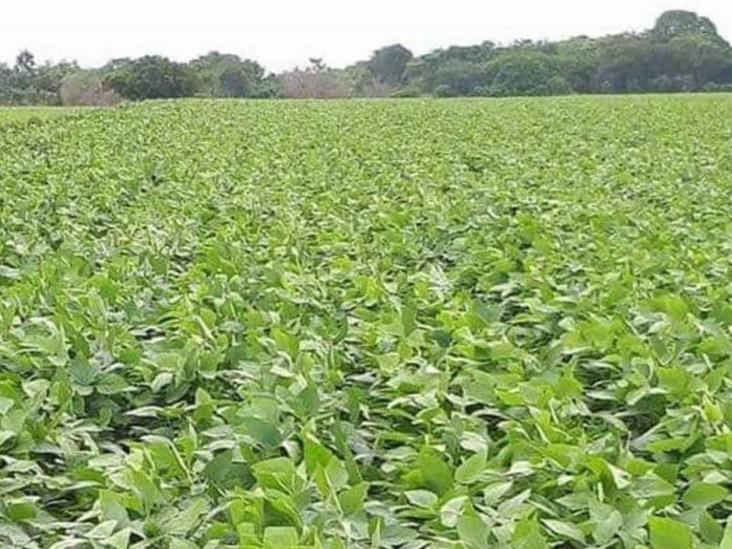 Acaba gusano ‘Picudo’ cultivos de soya Acaba gusano ‘Picudo’ cultivos de soya