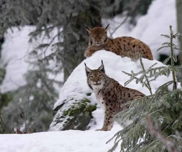 Francia alista rescate del lince boreal