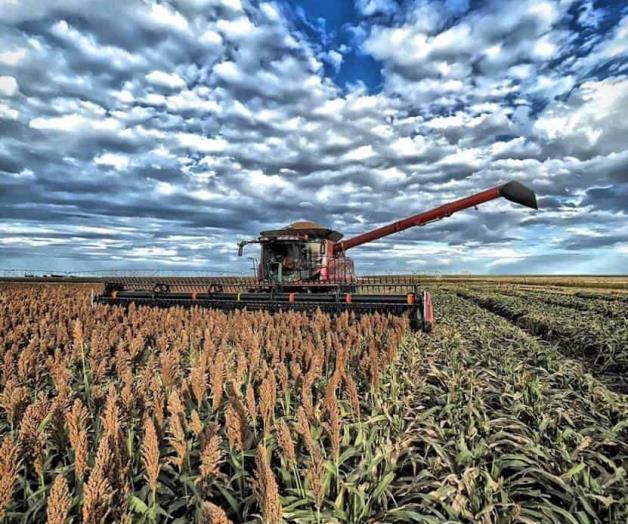 Hay buenas expectativas en exportación de sorgo