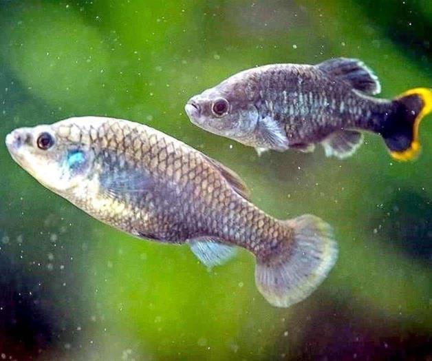 Salvan al pez tequila