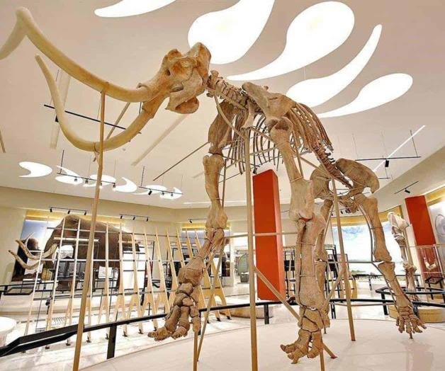 Santa Lucía, último hogar del mamut