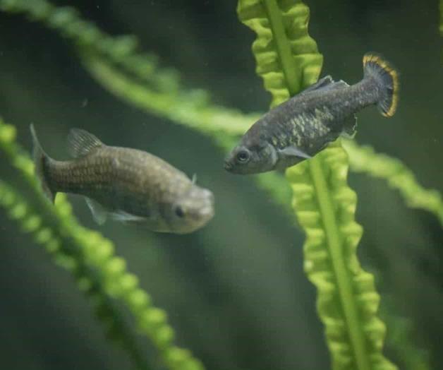 Reintroducen con éxito pez mexicano extinguido en su hábitat