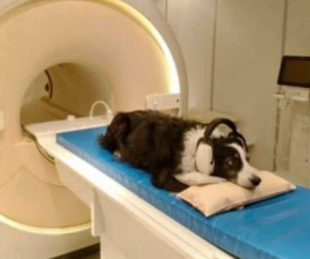 Los cerebros de los perros pueden distinguir entre idiomas