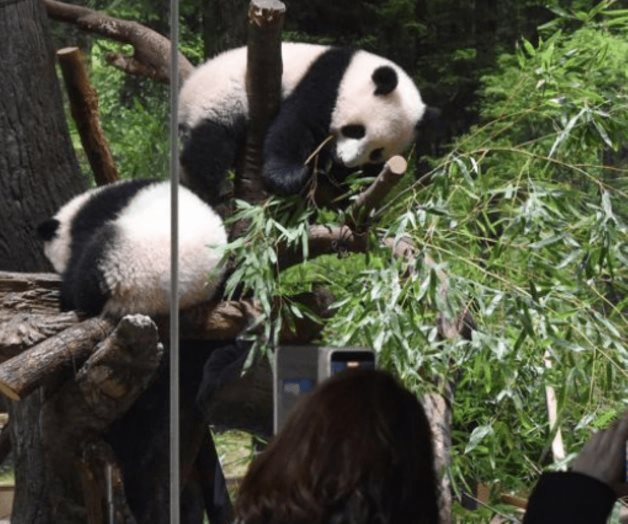 El Zoo de Tokio presenta a sus crías gemelas de panda