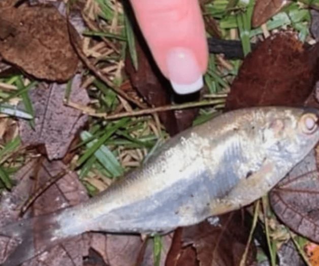 ¿Pesca perezosa?: habitantes nombran así a la inusual lluvia de peces en EU ¿Pesca perezosa?: habitantes nombran así a la inusual lluvia de peces en EU