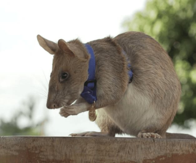 Muere famosa rata detectora de minas terrestres en Camboya