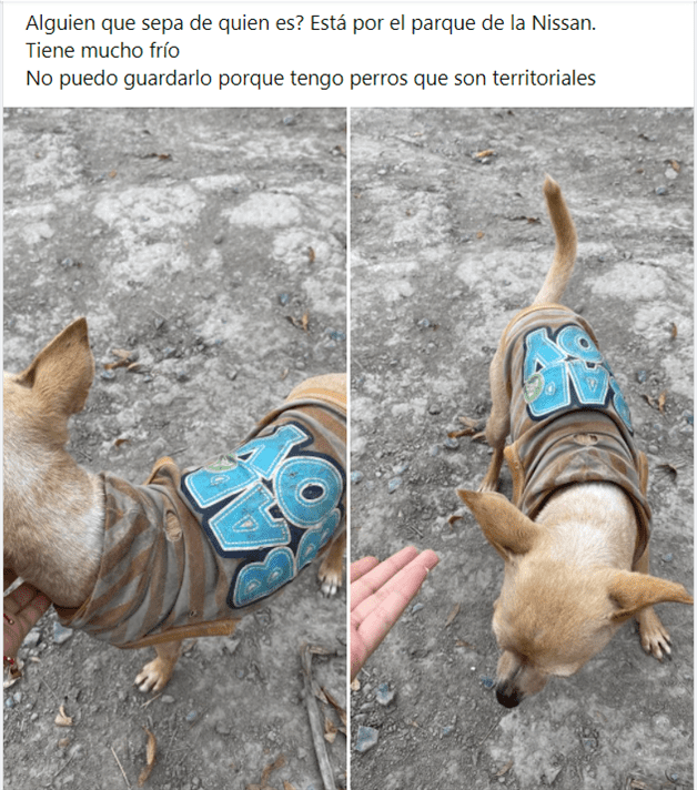 Causó pirotecnia fuga de mascotas