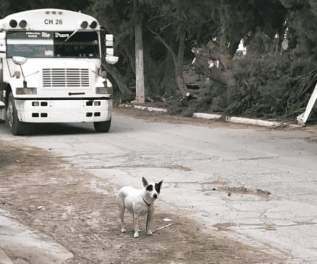 Causó pirotecnia fuga de mascotas