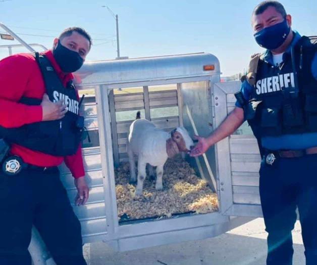 Recuperan cabra que fue robada a un niño Recuperan cabra que fue robada a un niño