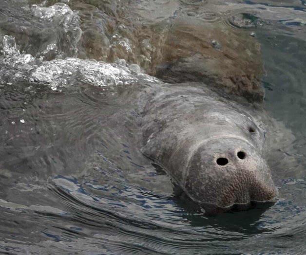 Manatíes en riesgo comen lechuga en programa piloto Manatíes en riesgo comen lechuga en programa piloto