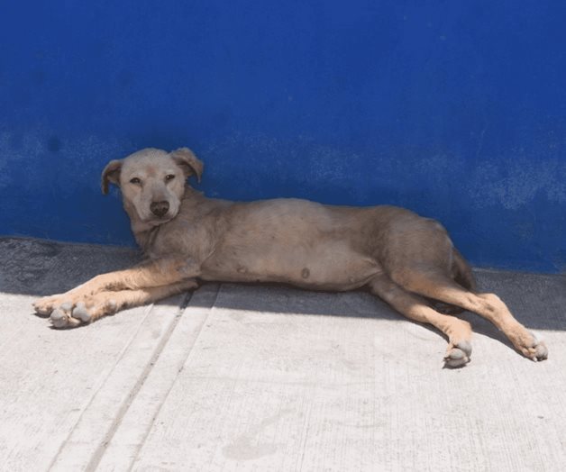 Solicitan apoyo para santuario animal Solicitan apoyo para santuario animal